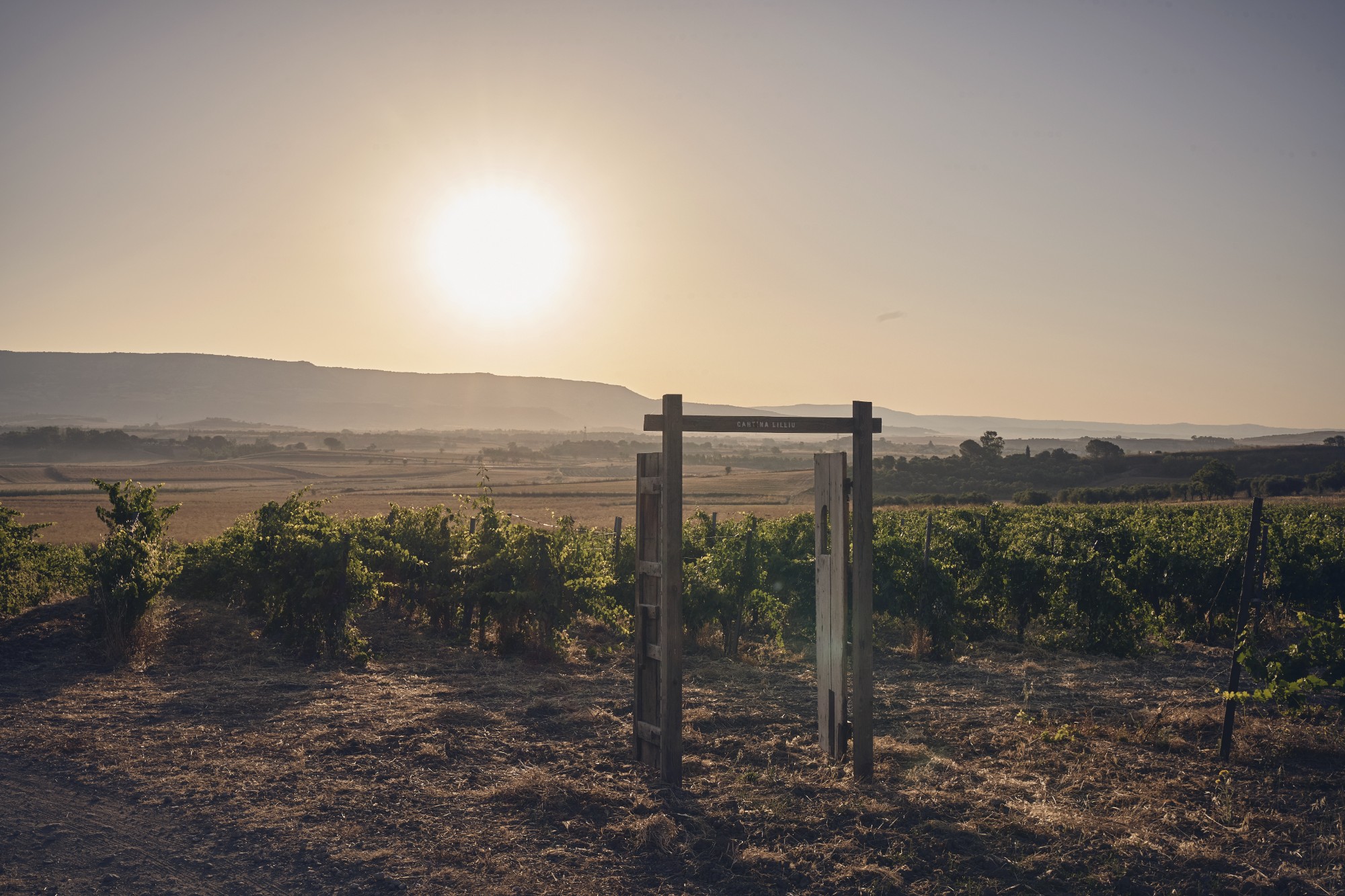 Vigneto in Sardegna al tramonto