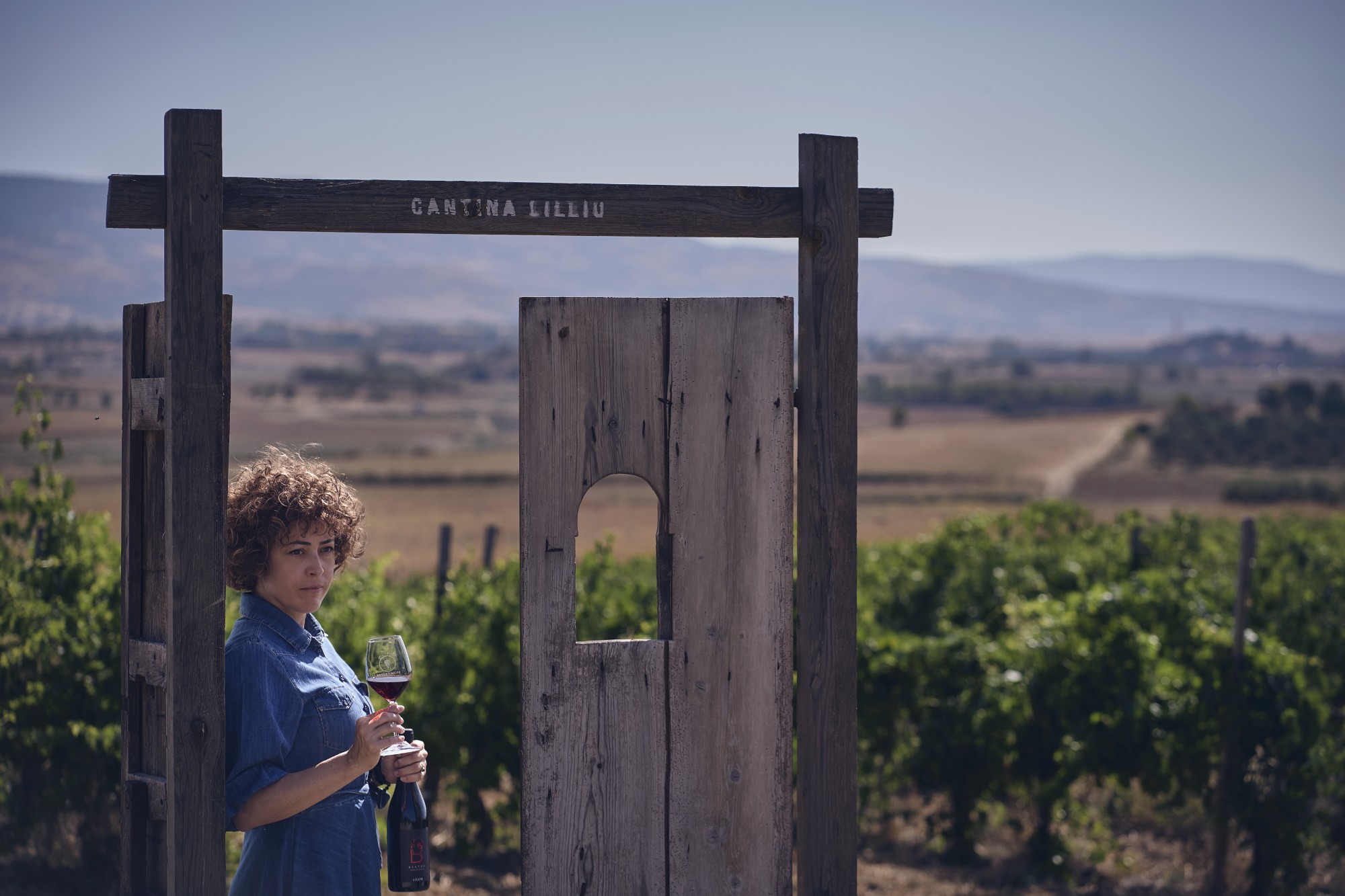Olivi tra le vigne
